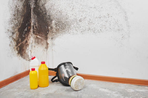 Office Mold Removal Services in Dothan, AL