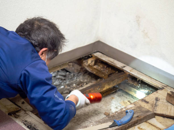 Best Toxic Mold Removal  in Dothan, AL