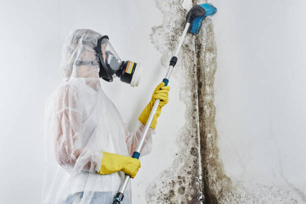 Best Attic Mold Removal  in Dothan, AL