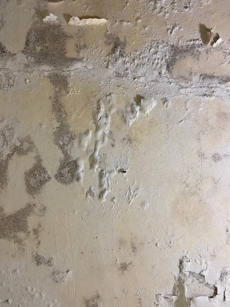 Best Office Mold Removal Services  in Dothan, AL