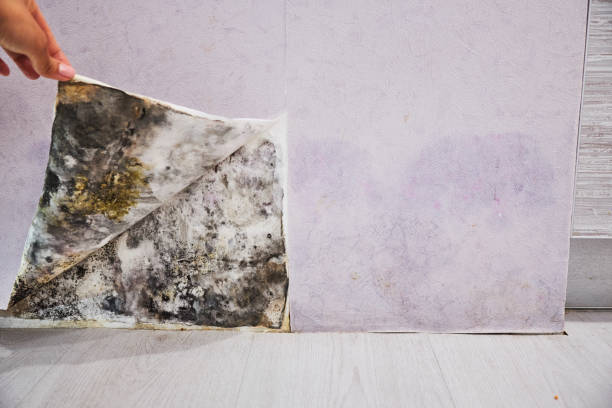 Best Black Mold Removal  in Dothan, AL